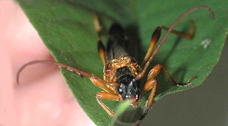 カミキリムシ（日本産カミキリ970種写真公開）