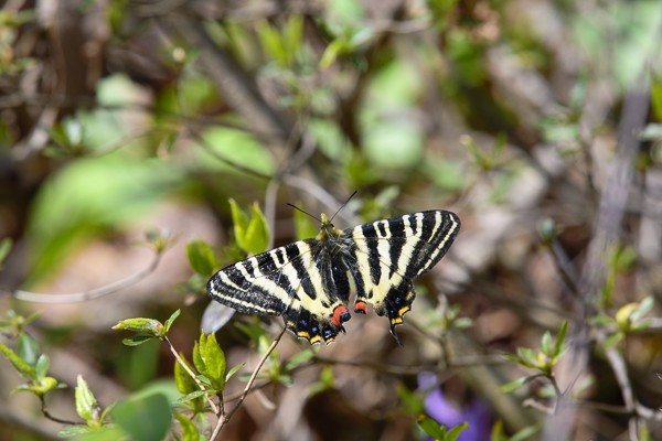 新潟県弥彦山のギフチョウ（2020年4月9日）（蝶の解説と写真
