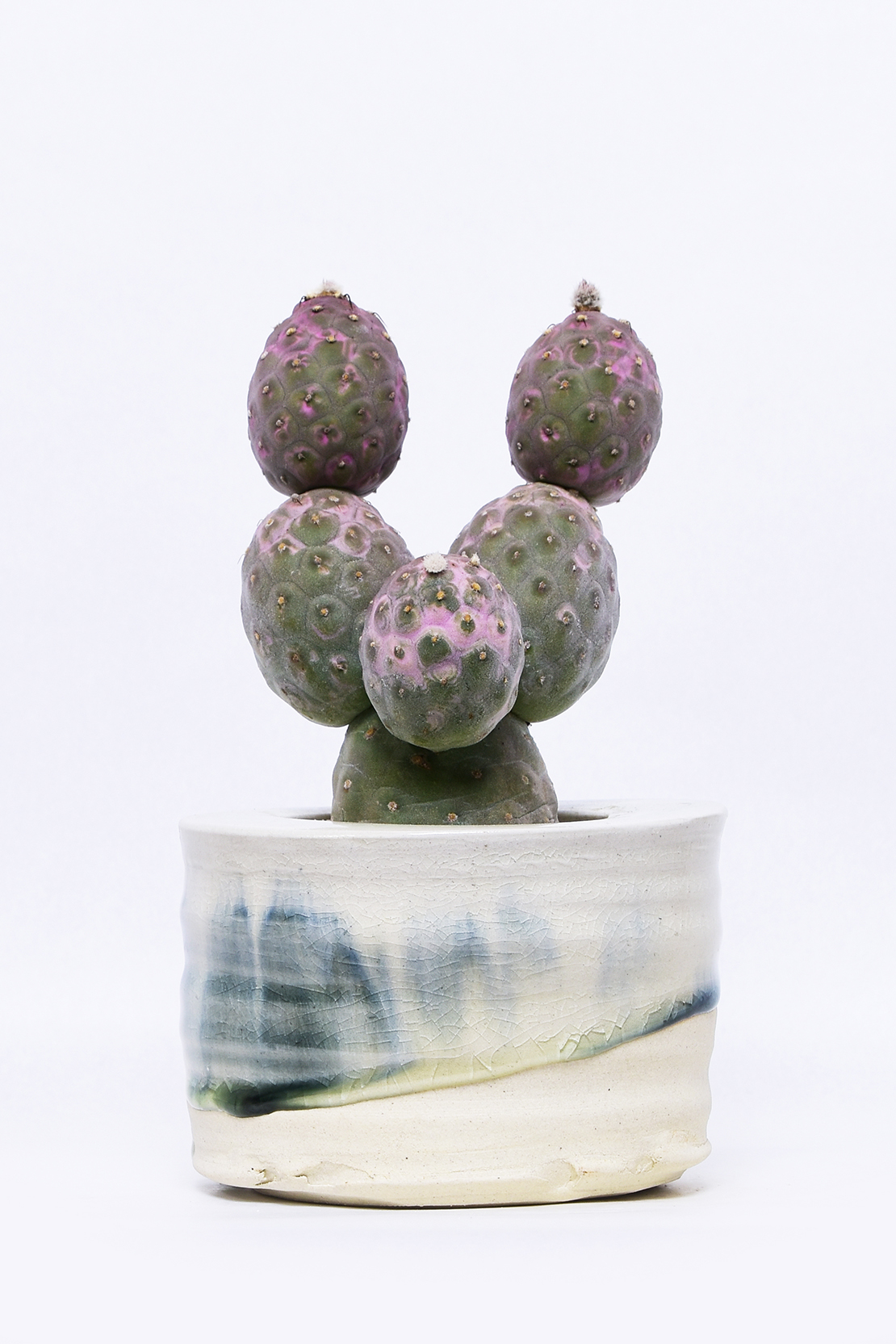 テフロカクタス ゲオメトリクス錦 | 叢 – くさむら – Qusamura