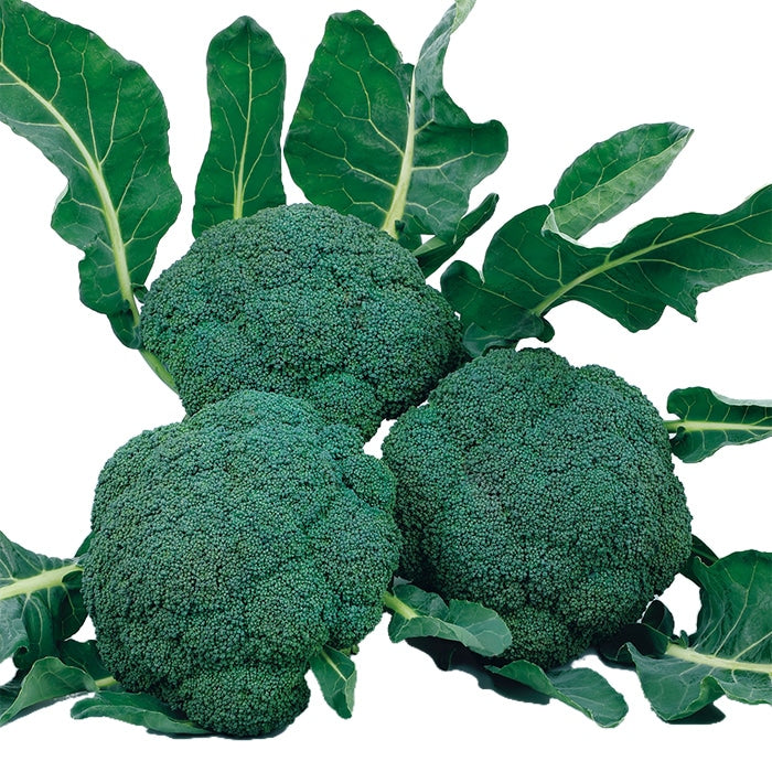 ブロッコリー 「こんにちは®」 – 常谷種苗園芸株式会社