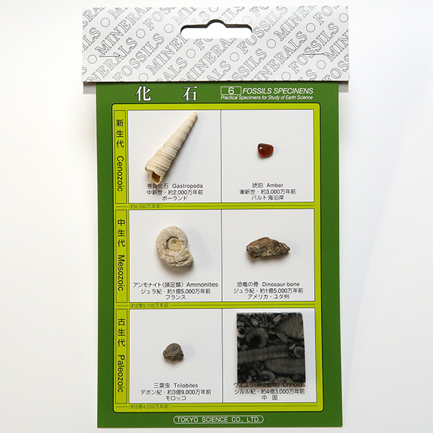 化石標本6種｜化石販売・鉱物販売の東京サイエンス