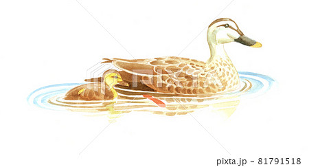 水彩：カルガモの親子のイラスト素材 [81791518] - PIXTA