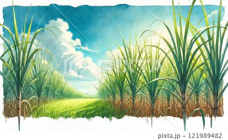 さとうきび畑のイラスト素材 [121989482] - PIXTA