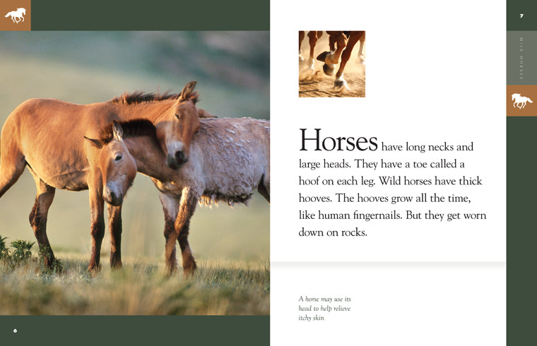 Wild Horses – The Creative Company