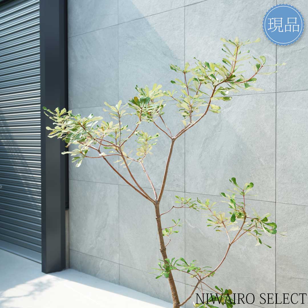 楽天市場】【現品】【バンクシア】コーストバンクシア オージー