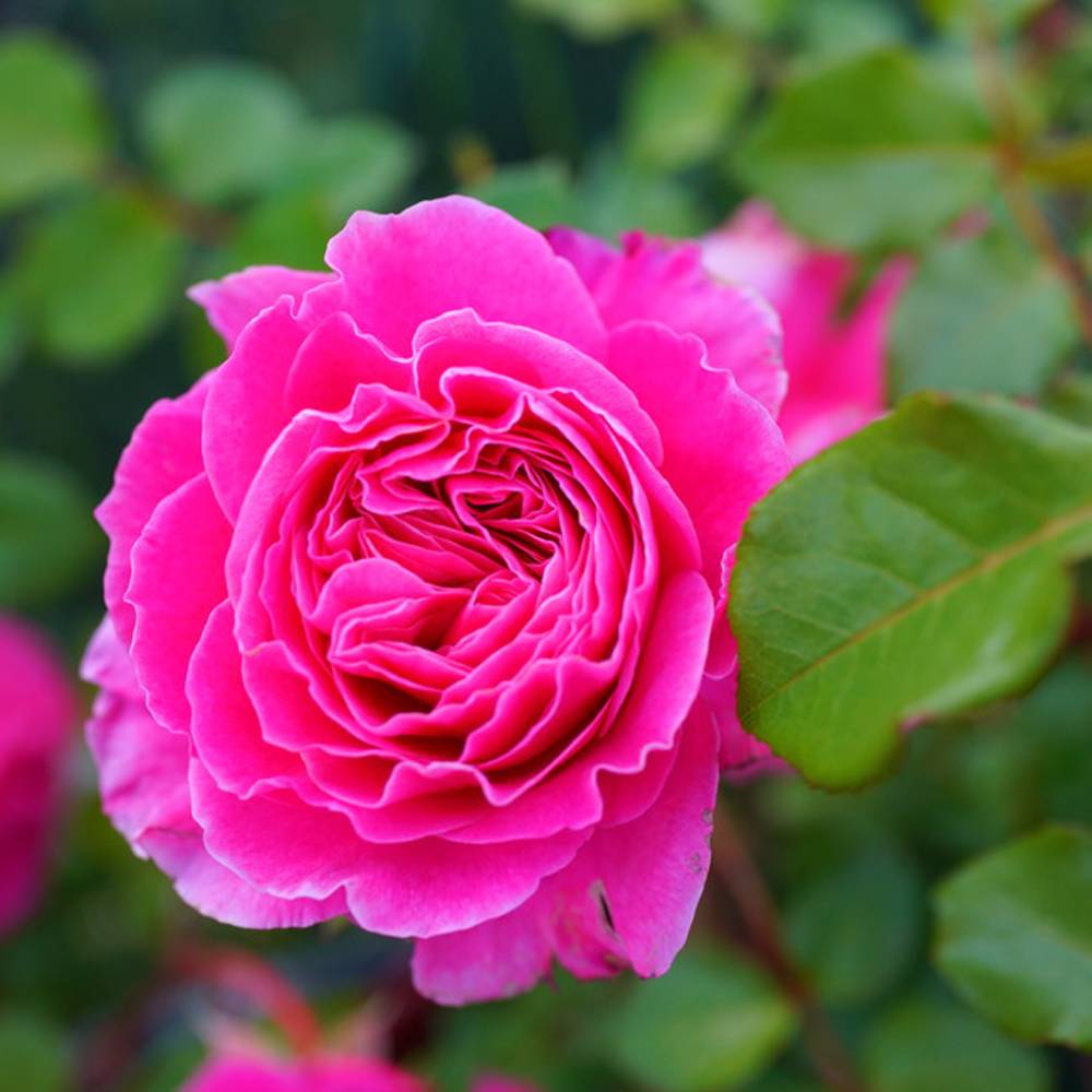 楽天市場】四季咲きバラ苗 【アブデル】 2年生大苗 : 苗木部 by 花