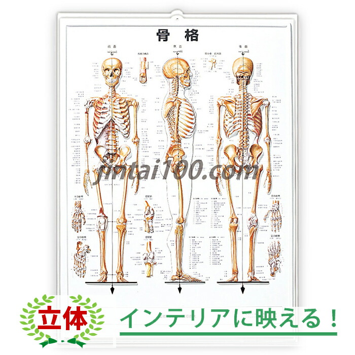 楽天市場】骨格 医学ポスター J8943 医学掛図 医学チャート 人体