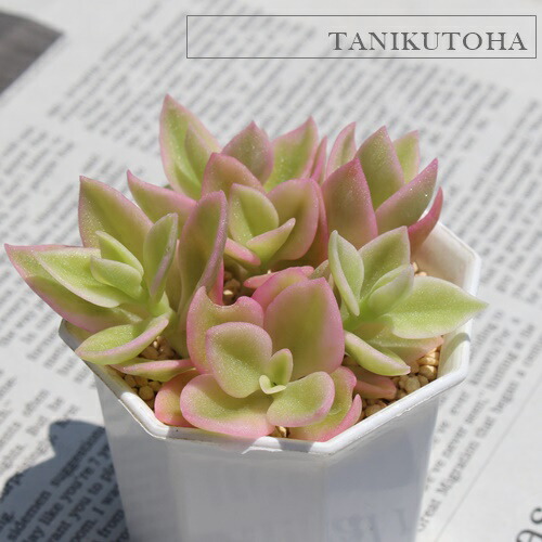 楽天市場】花蔓草錦 アプテニア Mサイズ 5.5cmポット Aptenia