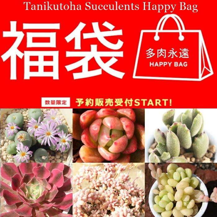 楽天市場】多肉植物 3万円 2026 福袋 55種 かわいい系多肉植物 送料