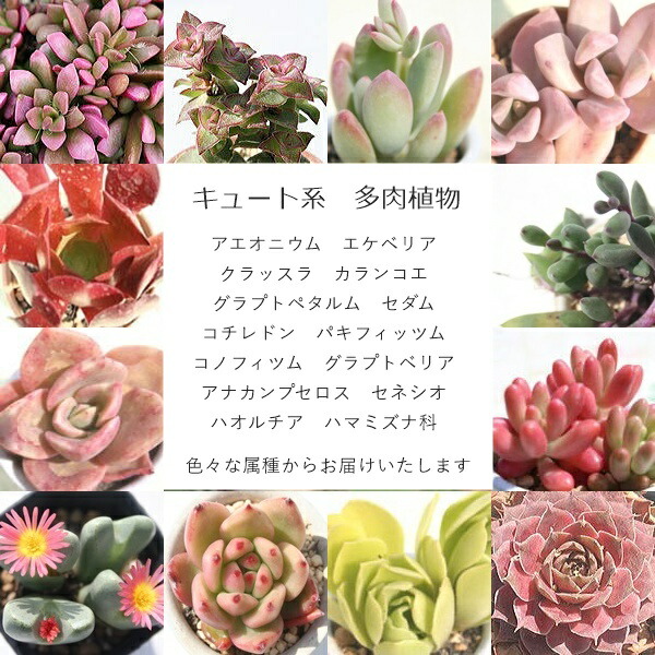 楽天市場】多肉植物 3万円 2026 福袋 55種 かわいい系多肉植物 送料
