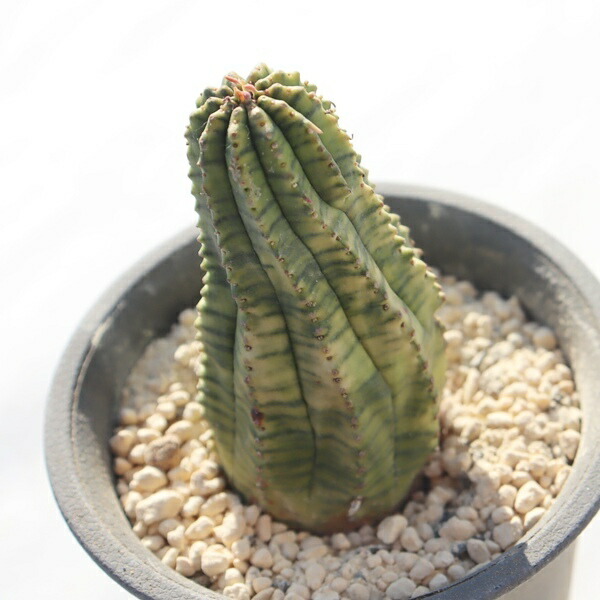 楽天市場】オベサ錦 ユーフォルビア euphorbia obesa variegata 多肉