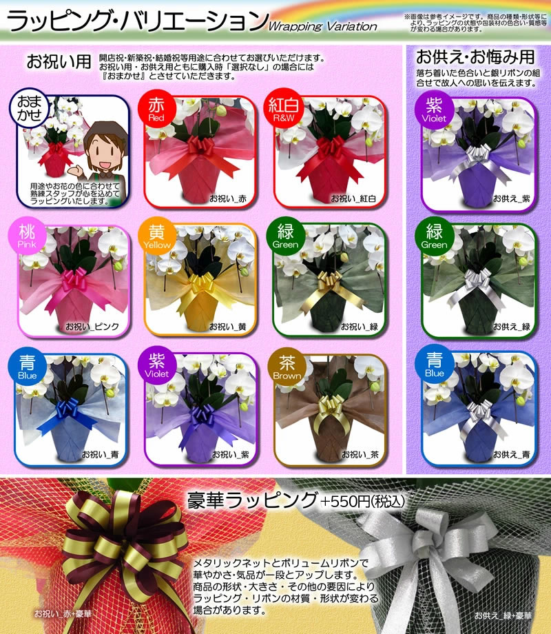 楽天市場】シンビジューム ワインシャワー 赤ワイン色 アーチ 7本立ち