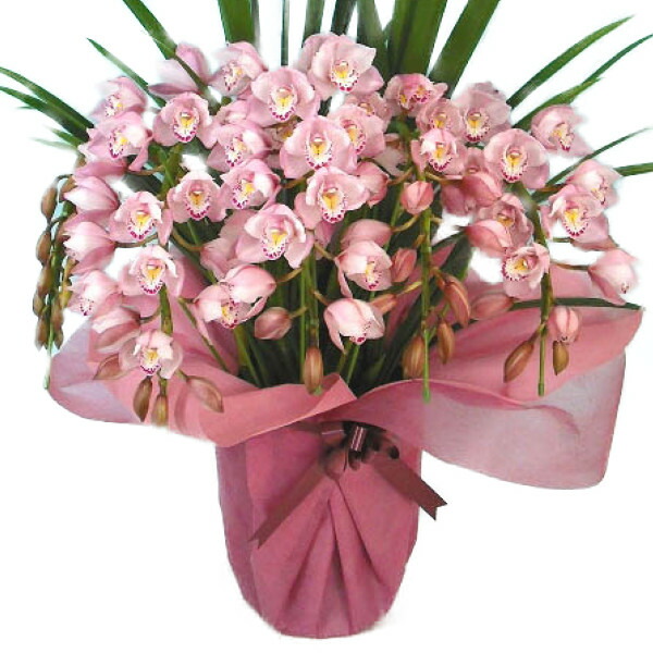 楽天市場】シンビジューム ピンク アーチ 5本立ち ラッピング付 耐寒性