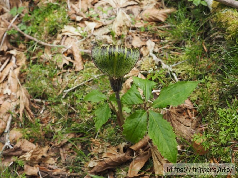 オオミネテンナンショウ
