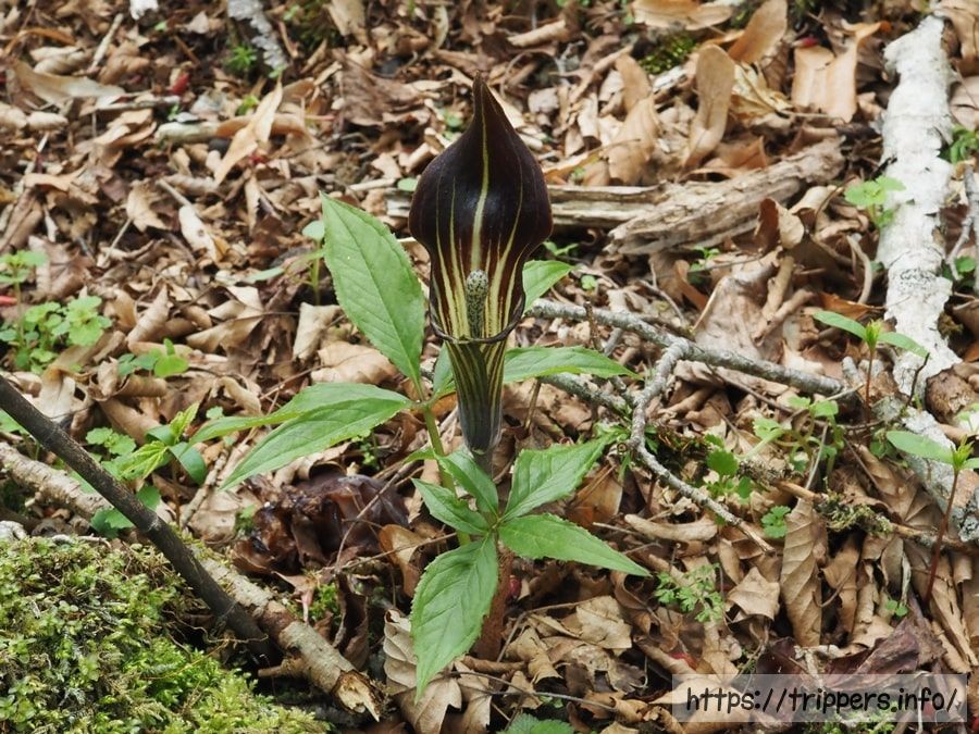 オオミネテンナンショウ