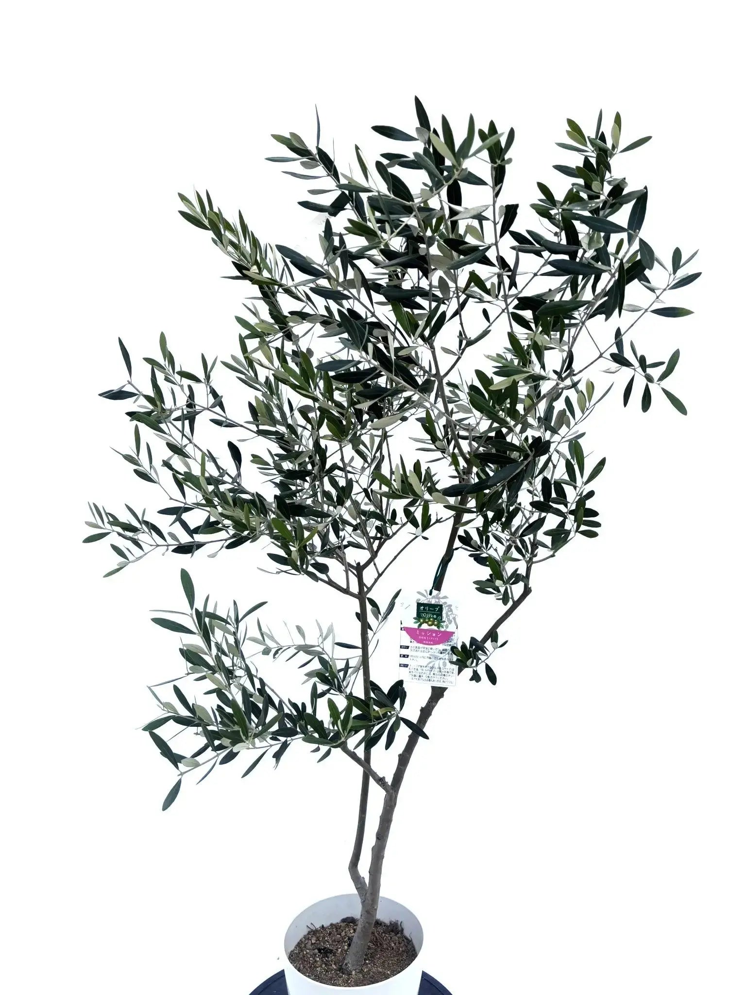ミッション Sサイズ 約140cm NO.10472 オリーブの木 - 株式会社鶴亀園