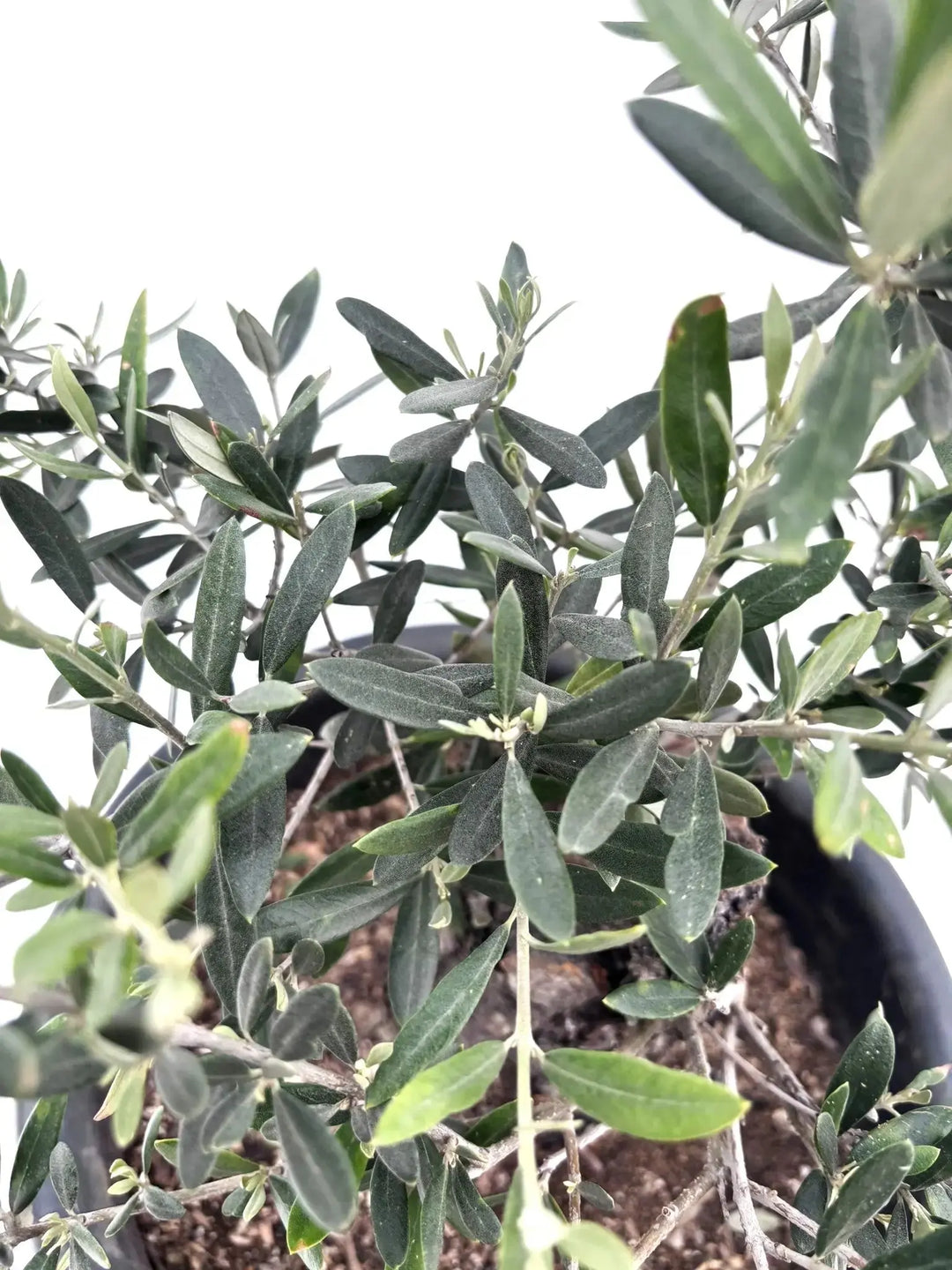 ホジブランコ Lサイズ 約70cm K-84 オリーブの木 古木 - 株式会社鶴亀園