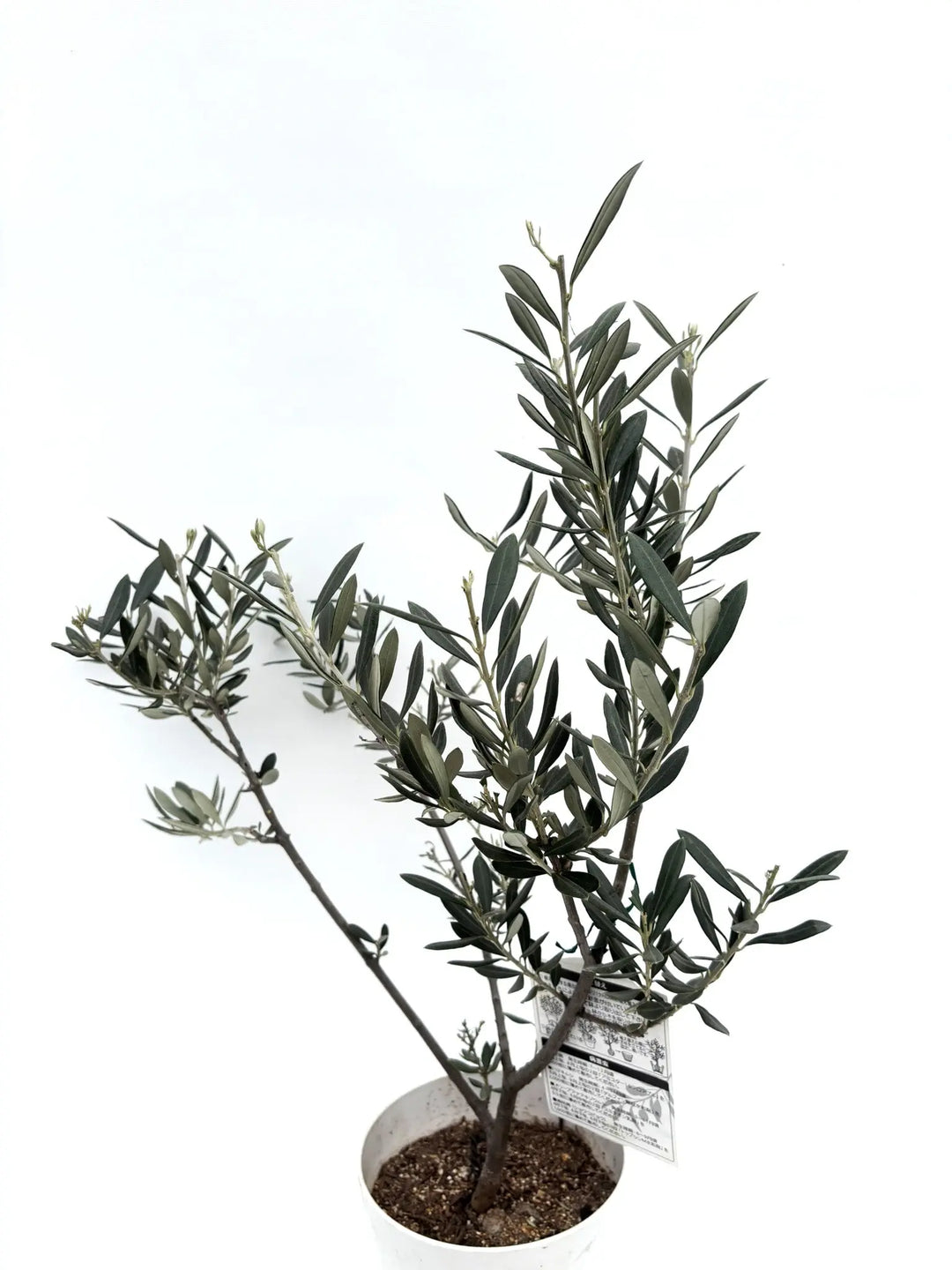バロウニ XSサイズ 約70cm K-125 オリーブの木 希少品種 - 株式会社鶴亀園