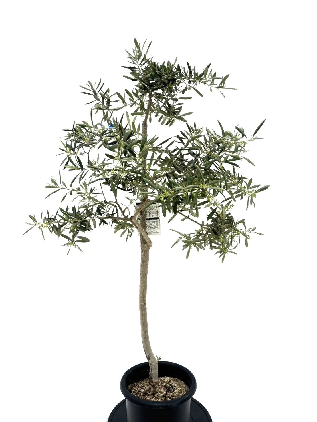 希少】ワッガベルダル（オリーブの木）〈室内向き〉｜約140cm｜Mサイズ