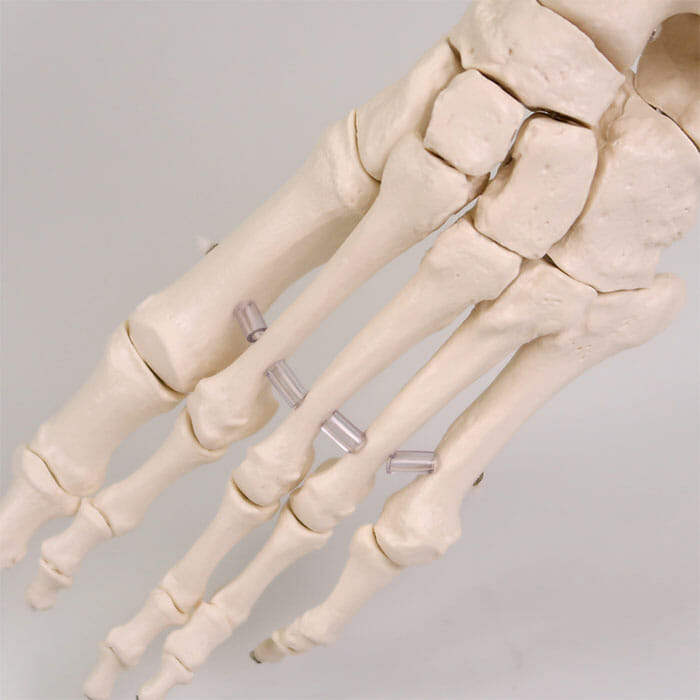 足の骨モデル，脛骨・腓骨付，エラスティックコードつなぎ | 日本