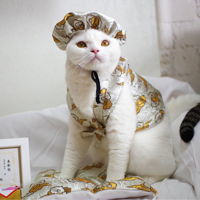 ゴロにゃんオリジナル 猫服 豪華長寿服セット 雲柄白金 (35695) ( 豪華