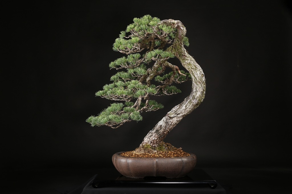 五葉松 約120年 | 雨竹亭オンラインショップ