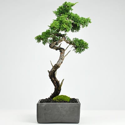 紀州真柏 威風堂々の盆栽を販売｜盆栽妙 – 盆栽妙 本店