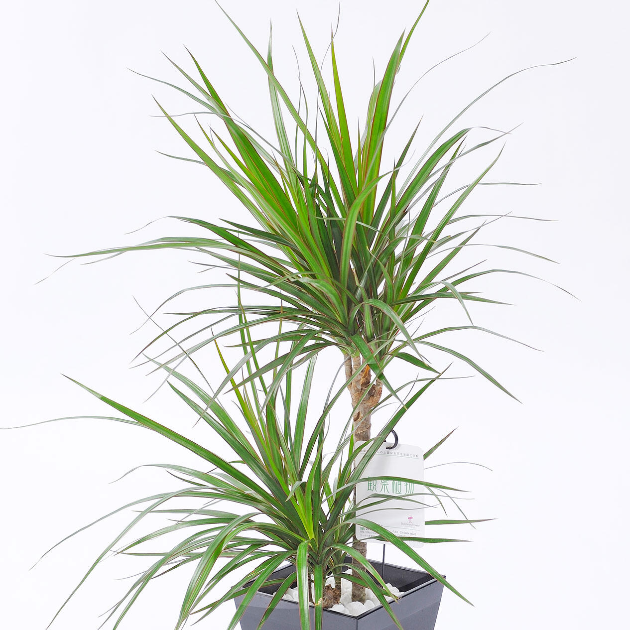 真実の木」と呼ばれる「ドラセナ・コンシンネ」特徴や育て方：知って