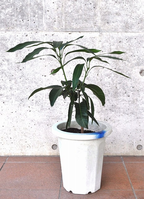 マンゴー(アップルマンゴー、キーツ等)