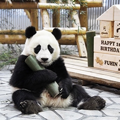 アドベンチャーワールド公式オンラインショップ