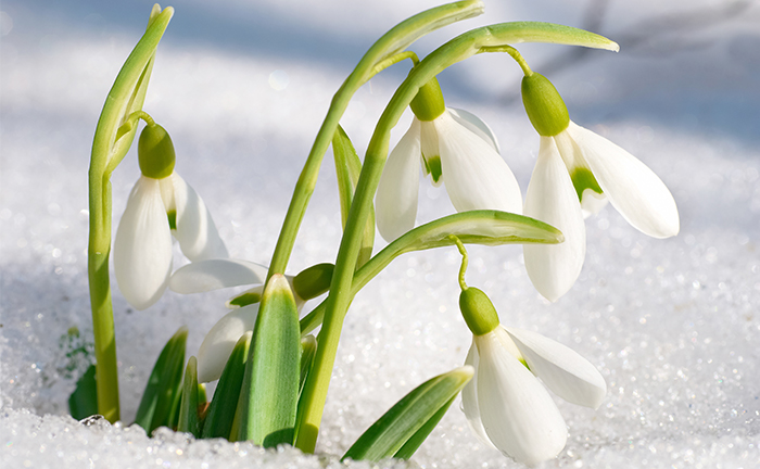 スノードロップの花言葉・由来・意味