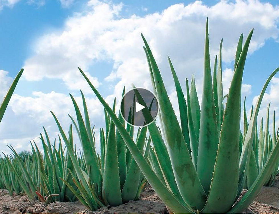 フォーエバーリビングプロダクツ ジャパン