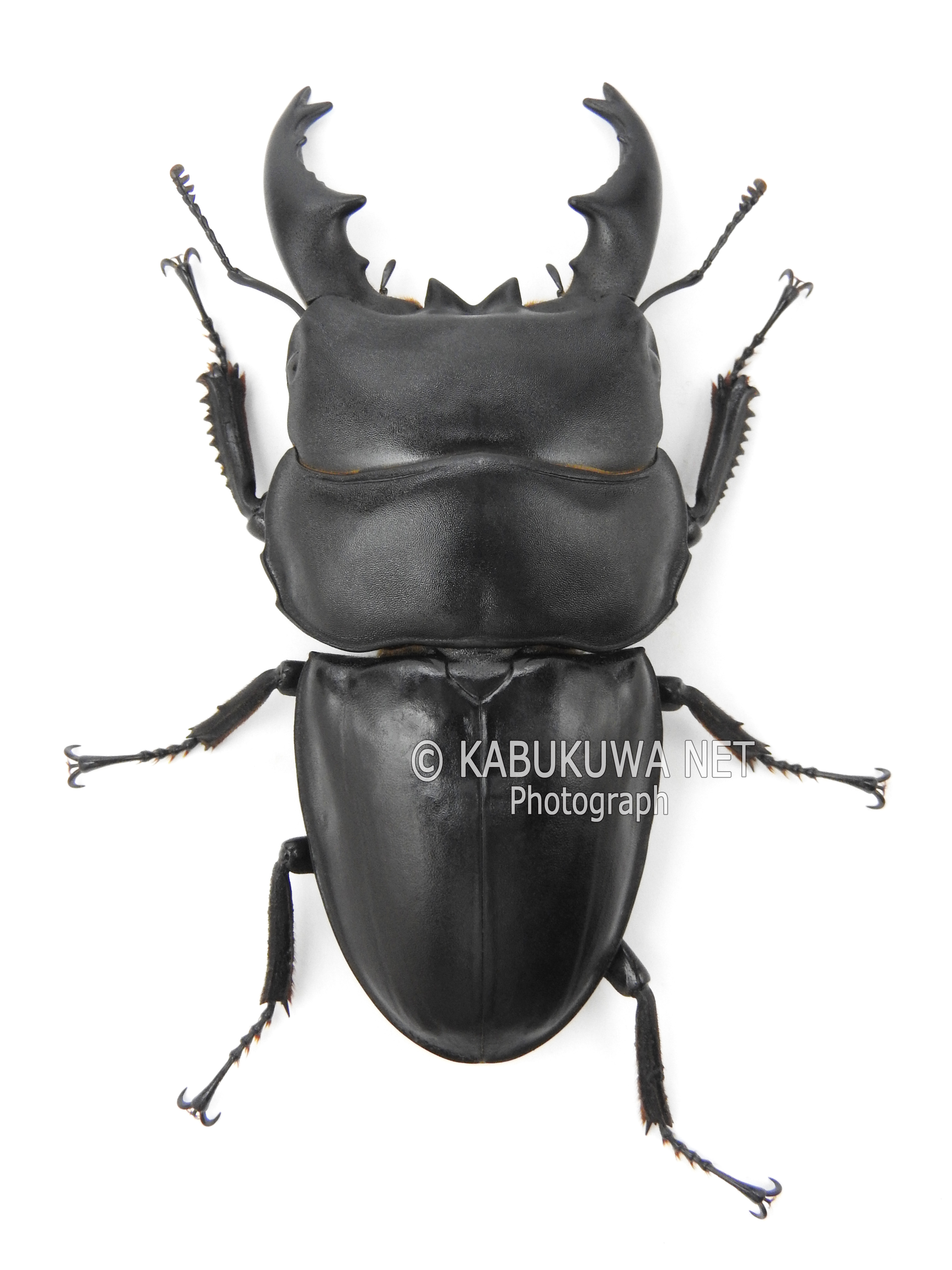 アルキデスヒラタクワガタ ♂60－69mm 短歯 ペア ベンクール