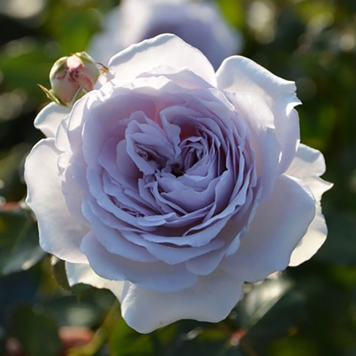 相原バラ園 / コントレイル（ロサ・オリエンティスP）【大苗】