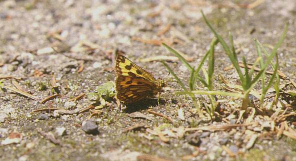 カラフトタカネキマダラセセリ