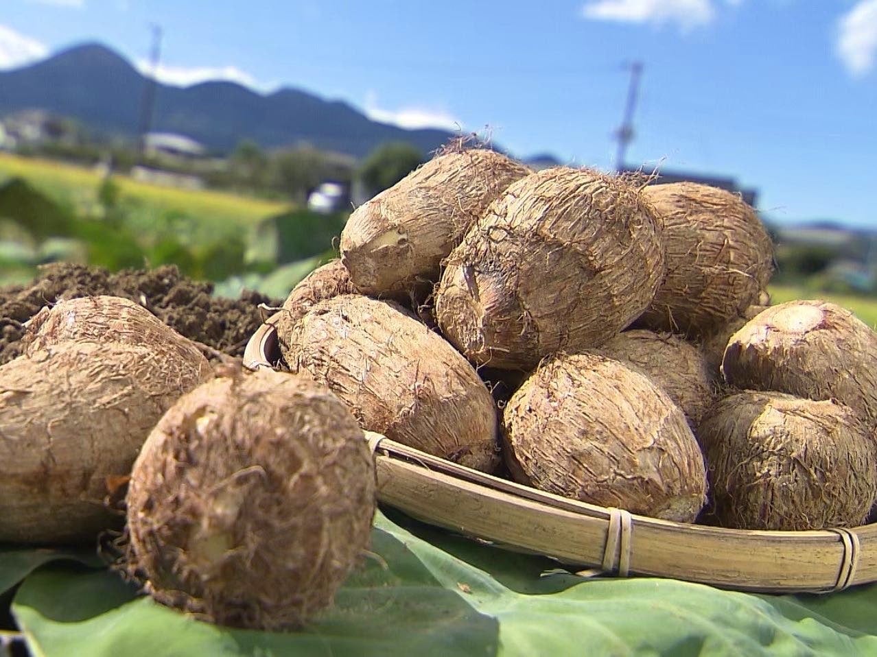 宮上さんの「開成弥一芋（さといも）」（小さめSサイズ 約2kg）: JA