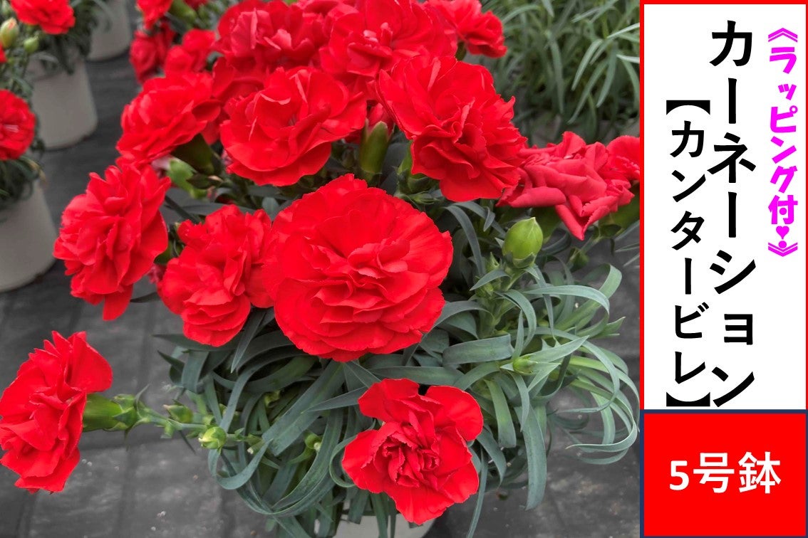 カーネーション【カンタービレ】5号鉢: JA全農かながわ|【JAタウン
