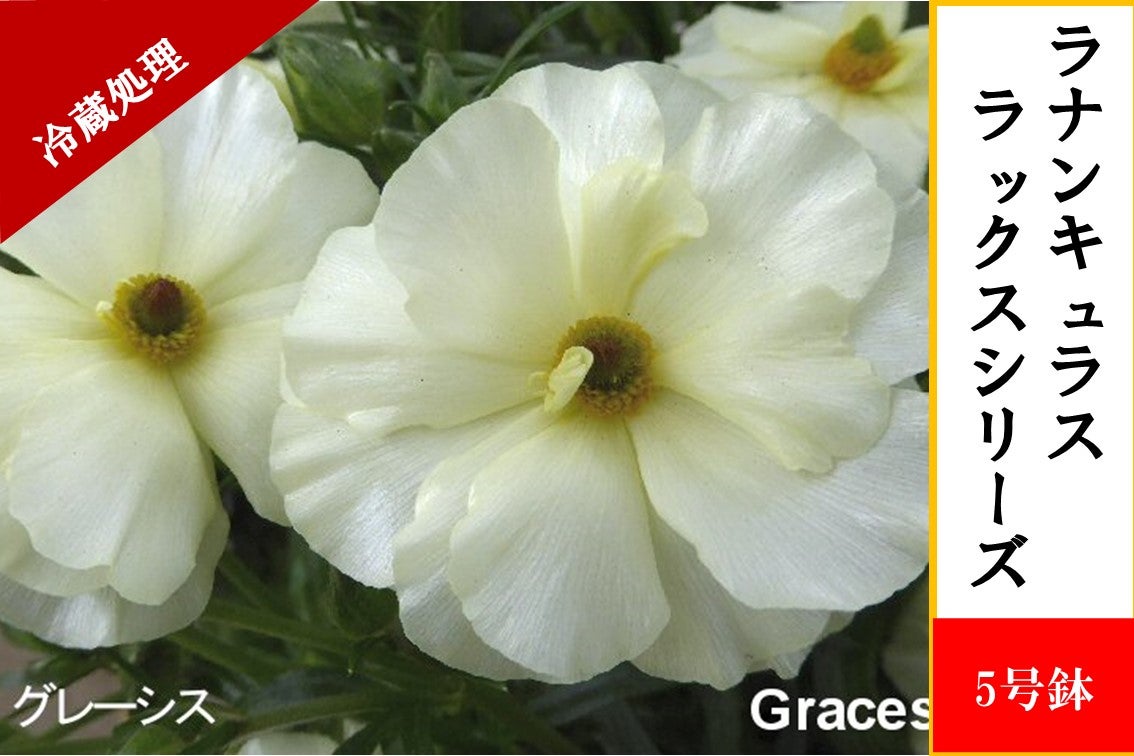 ラナンキュラス ラックスシリーズ【グレーシス】5号鉢（冷蔵処理