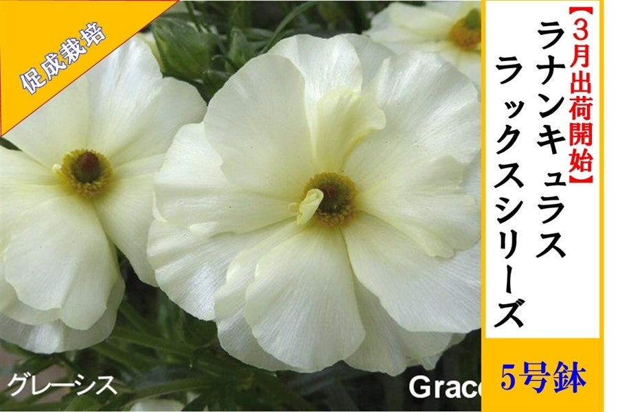 ラナンキュラス ラックスシリーズ【グレーシス】5号鉢（促成栽培