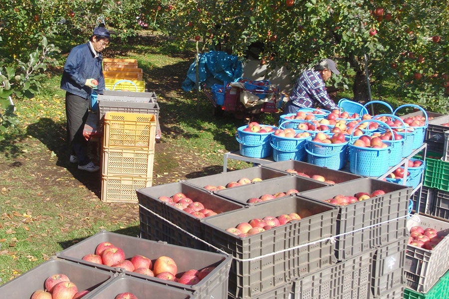島田フルーツ農園 サンふじ 約5kg(13-20玉): 全農長野 僕らはおいしい