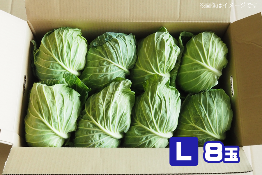 遠中 天使のキャベツ 8玉｜高糖度キャベツ 静岡県産: 遠州中央どっさり