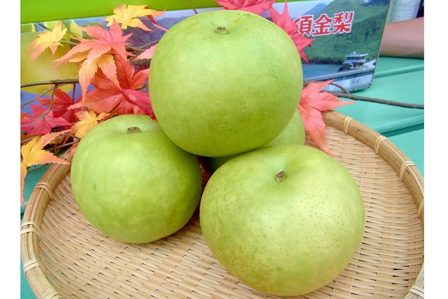 二十世紀梨・須金(すがね)なし」 9/10(火)頃～順次発送: 正直やまぐち