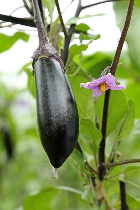 岡山県産 千両なす L2kg（25本）【出荷曜日固定】: おいしいおかやま