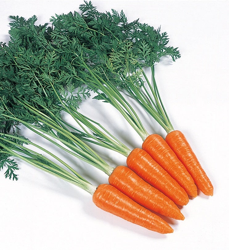 徳島県産春にんじんMサイズ10㎏（※5/10～発送）: 新鮮大好き徳島