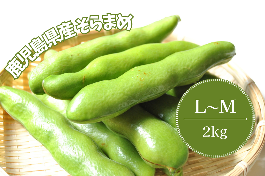 鹿児島県産そらまめ2kg: JA鹿児島県経済連 鹿児島の味「ふるさと便