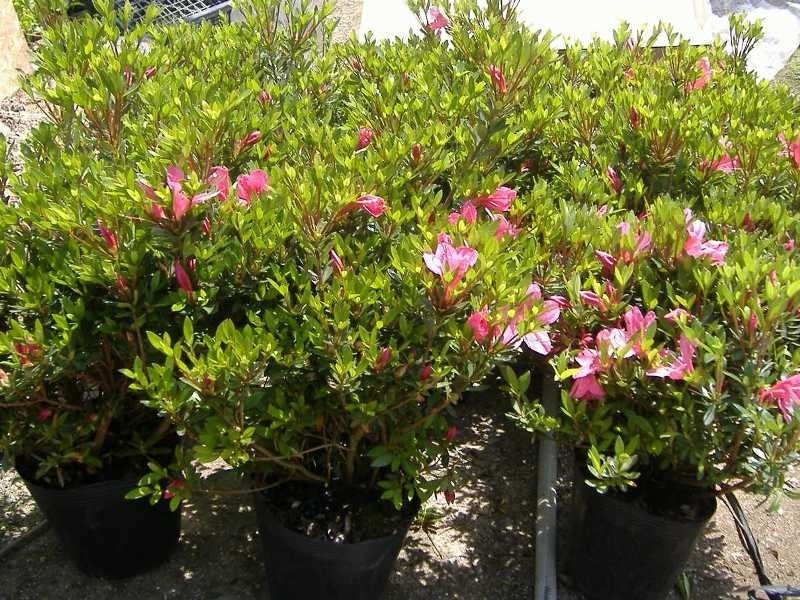 ○ さつき 4株: にじ農業協同組合|【JAタウン】産地直送 通販 お取り寄せ