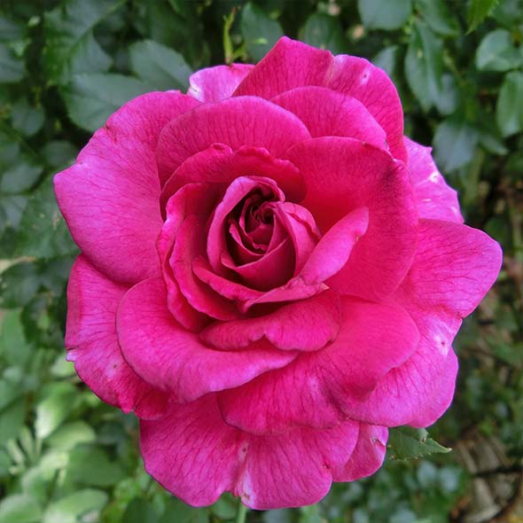 皇族の名を冠したバラ プリンセスローズ｜神宮ばら園