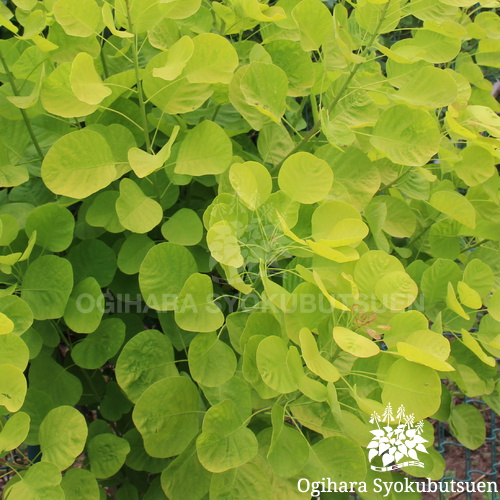 スモークツリー 'ゴールデン レディ'｜おぎはら植物園