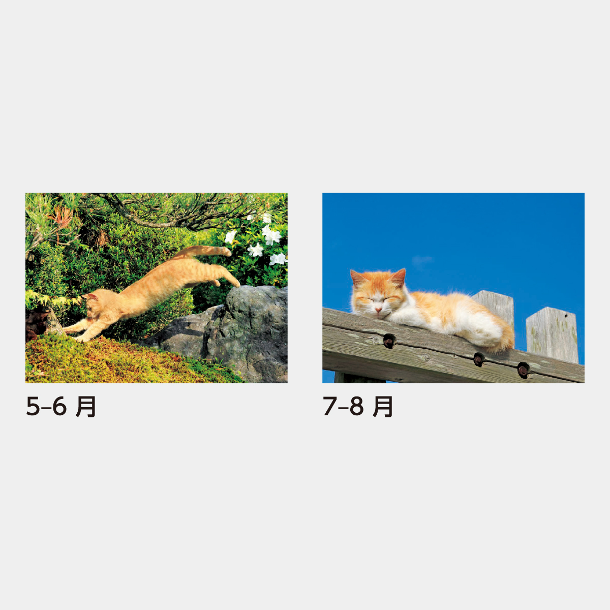 SB-120 猫さんぽ〔2ヶ月玉〕2026年版の名入れカレンダーを格安で販売