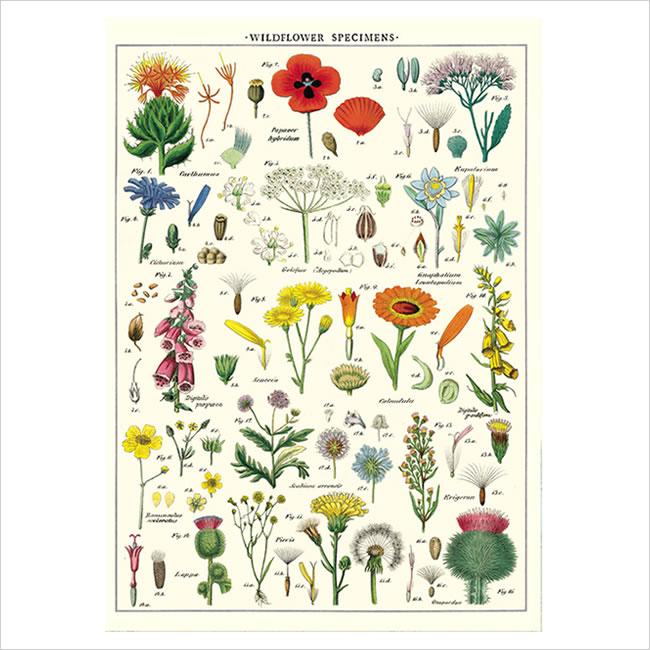 Cavallini & Co. ポスター ワイルドフラワー ナチュラルインテリア